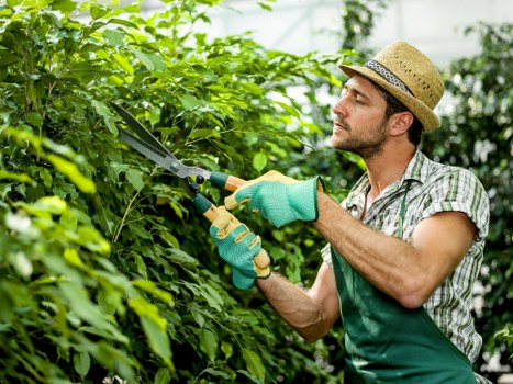 Healthy, trimmed hedges in a residential garden